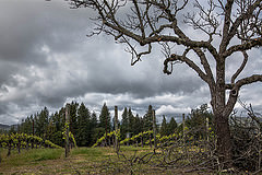 Vineyard and Oak