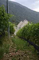 Santerhof vineyard