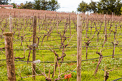 Ridge Vineyards