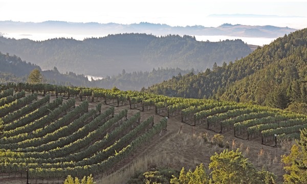 Fort Ross Vineyard & Winery: On Top of the World Overlooking the Pacific