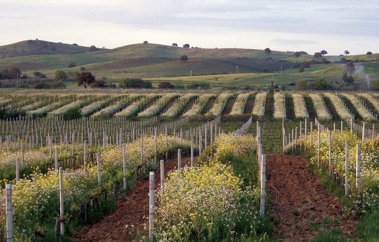 Querciabella: Great Chianti Classico Wines from Healthy, Eco-Friendly Vineyards