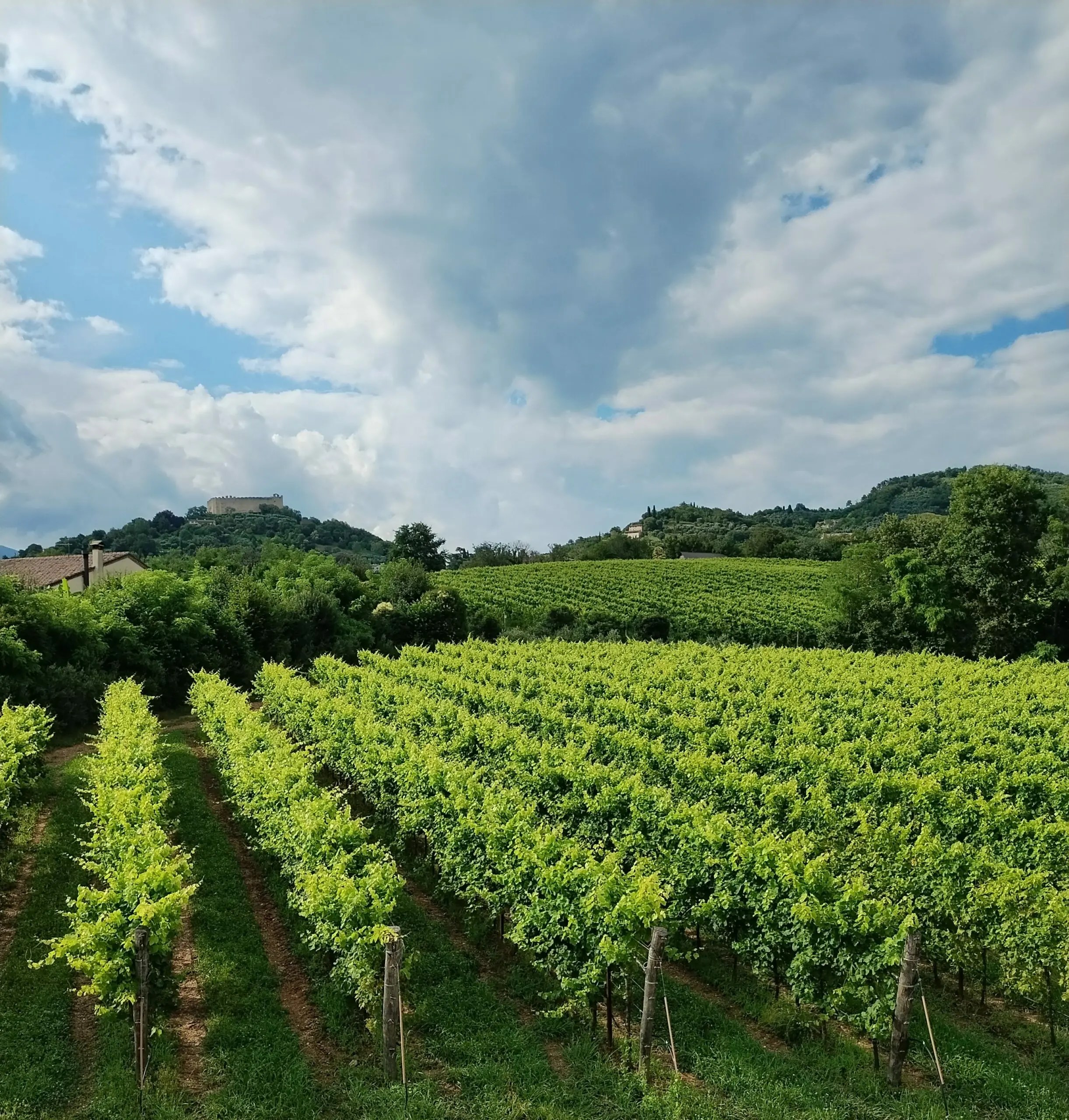 Serenity and Chaos (Postcard from Asolo Prosecco Superiore, Part 2)