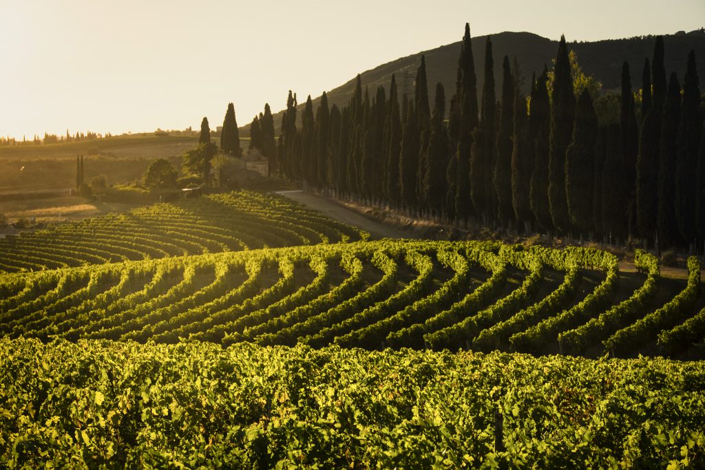 Tenuta di Arceno: Chianti Classico and Toscana IGT Wines from Jackson Family